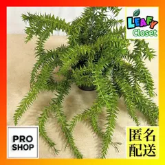 観葉植物　フペルジア フレグマリア 5号吊り具付き(個体おまかせ1鉢)　インテリア 室内 おしゃれ 可愛い かわいい(507323)のサムネイル