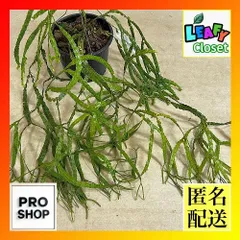 観葉植物　フペルジア ヌンムラリフォリア 5号吊り具付き(個体おまかせ1鉢)　インテリア 室内 おしゃれ 可愛い かわいい(507325)のサムネイル