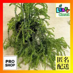 観葉植物　フペルジア エダノイ 5号吊り具付き(個体おまかせ1鉢)　インテリア 室内 おしゃれ 可愛い かわいい(507322)のサムネイル