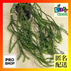 観葉植物　フペルジア クレッドホイ ハイブリッド 5号吊り具付き(個体おまかせ1鉢)　インテリア 室内 おしゃれ 可愛い かわいい(507324)のサムネイル