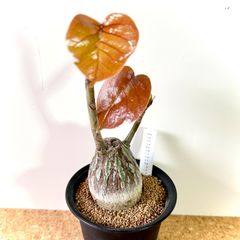 10年管理・発根済】極美株 プセウドボンバックス エリプティクム 塊根