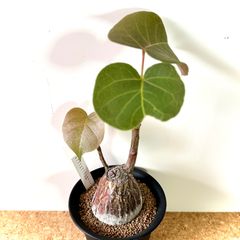 10年管理・発根済】極美株 プセウドボンバックス エリプティクム 塊根