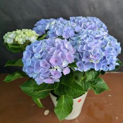 売り尽くし 新品種 紫陽花 アジサイ 那由多 なゆた 4号 ブルー 現物 14