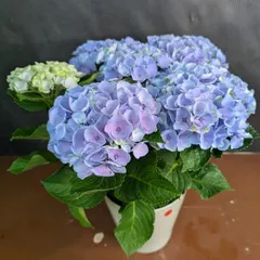 マジカルエボリューション　マーブル　5号鉢 紫陽花　アジサイ　①のサムネイル
