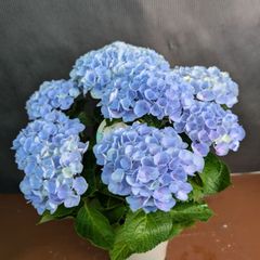 セール中！フェザーブルー アジサイ 紫陽花 ハイドランジア 5号鉢 苗