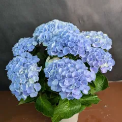 マジカルエボリューション　マーブル　5号鉢 アジサイ　紫陽花　②のサムネイル