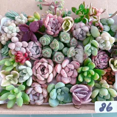 86 多肉植物寄せ植えセットのサムネイル