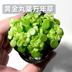 専用 セダム 斑入り(覆輪)丸葉万年草 - メルカリ