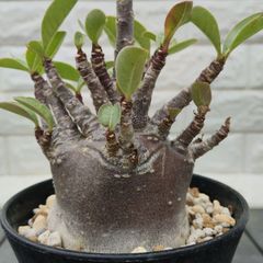 クレアパパ様 専用 アデニウム アラビカム ウワン ダム 鉢植え A-2