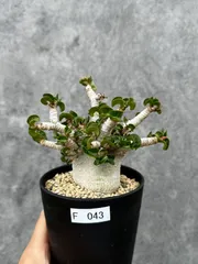 【現品限り】アデニウム・DHA 希少な大株 葉巻 獅子葉 実生【F43】 Adenium DHAのサムネイル