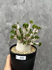 【現品限り】アデニウム・DHA 希少な大株 葉巻 獅子葉 実生【F42】 Adenium DHAのサムネイル