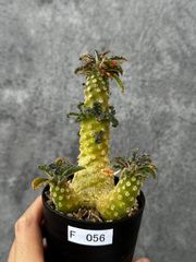 ドルステニア ラブラニー 塊根植物 人気作家鉢:後藤瑞葉 - メルカリ