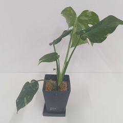 16日まで！斑入りモンステラ タイ・コンステレーション観葉植物 8号鉢