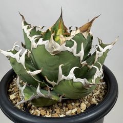アガベ チタノタ 白嵐 菊鉢6号 鉢ごと発送 アガベ チタノタ 白嵐 菊鉢6号 鉢ごと発送 - メルカリ