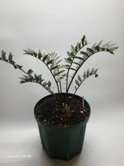 エンセファラルトス ホリダス 鉢上30cm !塊茎4cm！Encephalartos horridus nom-3 美ブルーリーフ！のサムネイル