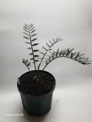 エンセファラルトス ホリダス 鉢上31cm !塊茎4cm！Encephalartos horridus m-4 美ブルーリーフ！のサムネイル