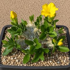 3月入荷 3粒 ボスウェリア・オクルタ Boswellia occulta 種子 - メルカリ