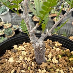 オペルクリカリアパキプス 根差し 3年目 塊根植物 盆栽風 - メルカリ