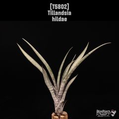訳ありNew Tillandsia Handbook ティランジア ハンドブック 訳ありNew Tillandsia Handbook ティランジア ハンドブック - メルカリ