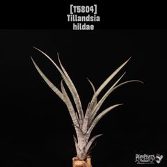 チランジア ベストインクラス Tillandsia - メルカリ