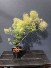 観葉植物】スモークツリー ピンクボール 5号 鉢ごと発送 - メルカリ