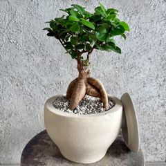 【特級品】モンステラ デリシオーサ 幹上がり 9号鉢 特大極上苗 鉢付き 大型 幹極太 根上がり モンステラ デリシオーサ 9号 テラコッタ鉢植え