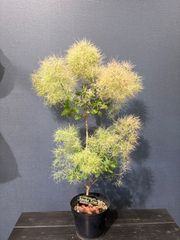 ライラック ブルームーン4.5号 - メルカリ