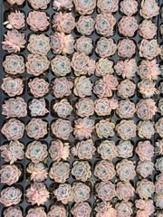 Top【選抜株】 多肉植物 25732リトルコンチ 105個 プラグトレー苗