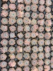 新入荷　ポセイドン　鮮やかな105苗セット　土と根付き　多肉植物　エケベリア　セダム　韓国苗　詰め合わせ　寄せ植え　X784