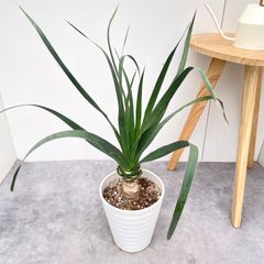 ザ・コンランショッププランター、受け皿、サンスベリア CONRAN SHOP