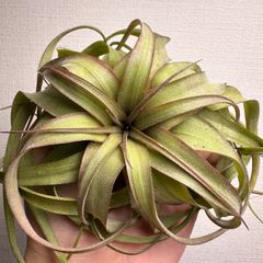 超希少❗️特大❗️チランジア カピタータ シルバーローズ✨ - メルカリ