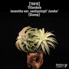 T.ionantha mexico giant bloody gem 子株 - メルカリ