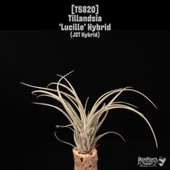 チランジア ベストインクラス Tillandsia - メルカリ