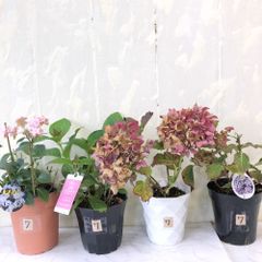 紫陽花4号⭐️ポップスター3鉢⭐️サマークラッシュ3鉢⭐️6鉢セット