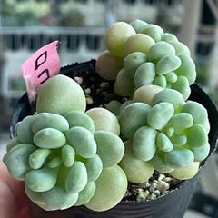 多肉植物♡リラシナ❤︎抜き苗(根付き) - メルカリ