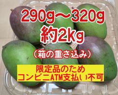 摘果マンゴー 未熟マンゴー 加工用マンゴー グリーン/ 約2㎏ （ 2キロ