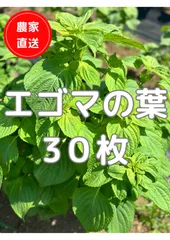 🌿 【ハウス栽培】新鮮エゴマの葉 30枚｜農家直送・手摘み収穫のサムネイル