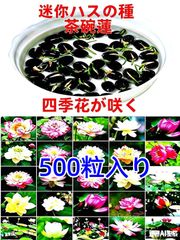 ミニハスの種 茶碗蓮 ハスの種 蓮の種 屋内外植付け可能 お得な値段
