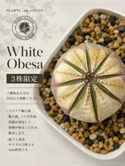 ☆ ユーフォルビア ホワイト オベサ ☆ 鉢ごと発送！ - メルカリ