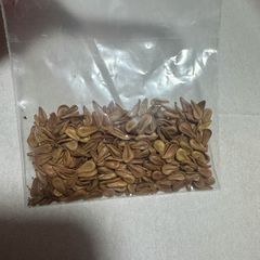 5粒ボスウェリア・オクルタBoswellia occulta種子 2026年4月入荷