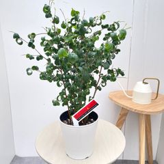 フィカス ベンジャミンバロック アンティーク調 陶器鉢 植え込み発送