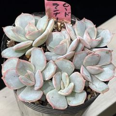 多肉植物♡花月夜✖️エボニー❤︎抜き苗(根付き) - メルカリ