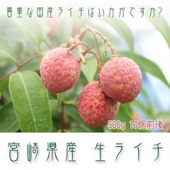9.a5 様専用 鹿児島県産 島津佐多ライチ特注品(大) 農薬不使用 - メルカリ