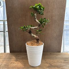 ガジュマル 昇龍仕立 プラスチック鉢 観葉植物 - メルカリ