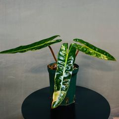 品種保証あり 】Monstera Devil Monster モンステラデリシオーサ