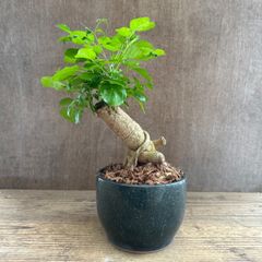 現品 ガジュマル 幸運の木 パンダガジュマル 84番 陶器鉢 インテリア
