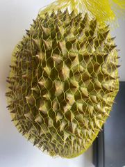 ドリアン 訳あり品 訳あり品 5kg 佐川冷蔵発送 - メルカリ