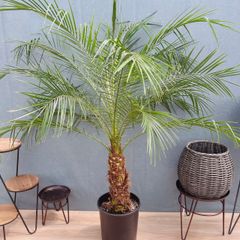 現品］4番 フィカス アルテシマ 8号 観葉植物 室内 大型 特大 ゴムの木
