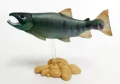 【中古】トレーディングフィギュア 5.サケ(シロザケ/台座：ベージュ) 「原色淡水魚図鑑I [改訂版]」のサムネイル
