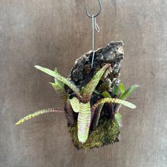 コルク板付け】ネオレゲリア ワールウィンド タンクブロメリア - メルカリ